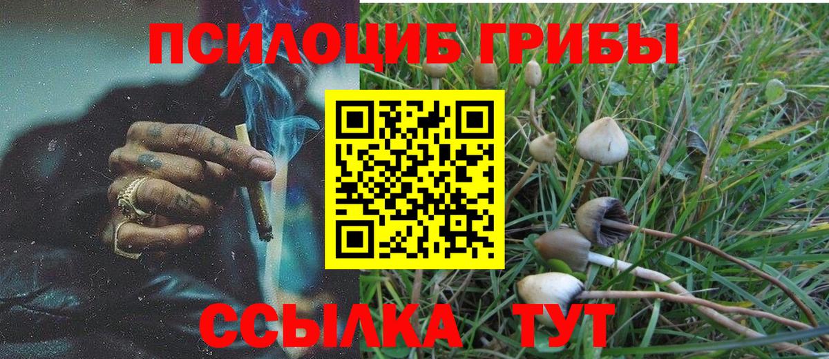 Галлюциногенные грибы Psilocybe Осинники